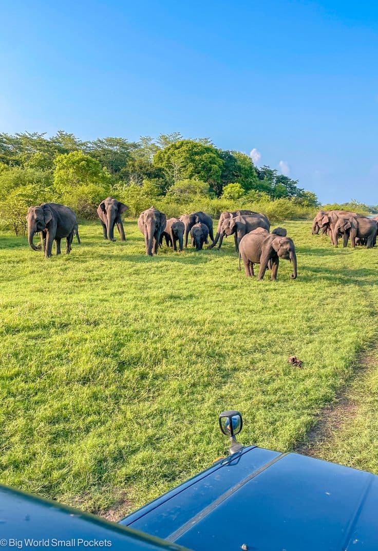 Wildlife Adventures - Safari Experience